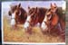 C049-Clydesdale-Cards-3heads-mugdesign