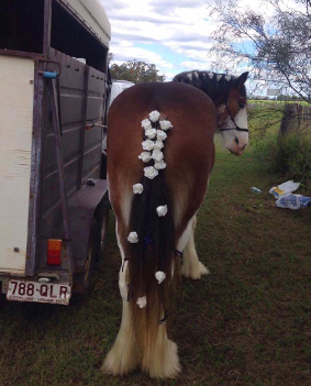 weddings with clydesdale  horses