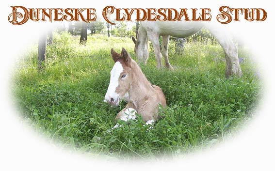 Occasionally, they have clydesdale horses for sale, but the past few years 