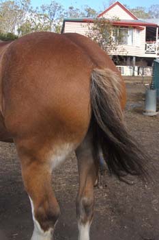 Clydesdale-Tail-Plaiting-01