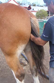 Clydesdale-Tail-Plaiting-02