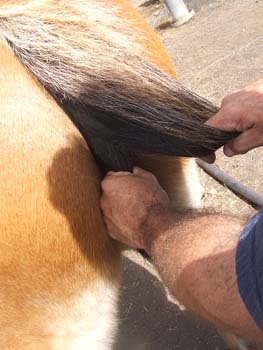 Clydesdale-Tail-Plaiting-05