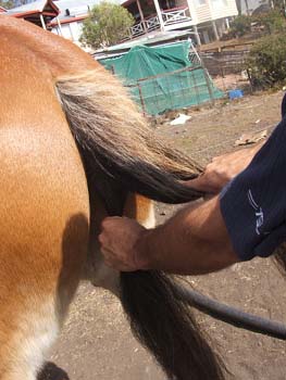 Clydesdale-Tail-Plaiting-06