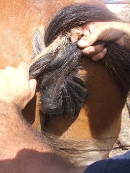 Clydesdale-Tail-Plaiting-15