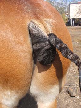 Clydesdale-Tail-Plaiting-19