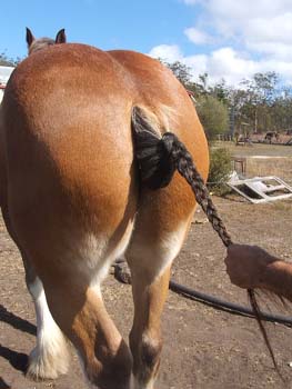 Clydesdale-Tail-Plaiting-20
