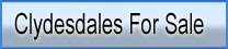 Clydesdale horses for Sale