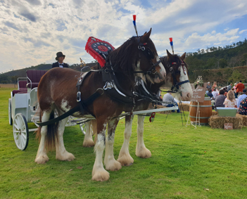 horse drawn weddings