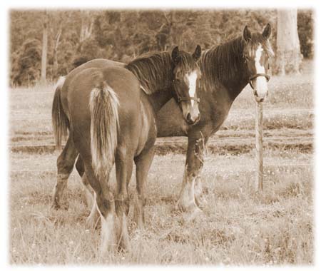 1-Bess&Wilson-Nov1985-sepia