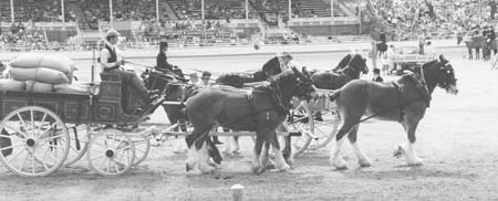 3-Duneske-Clydesdale-Team1-UnicornRNA1989suddenstop