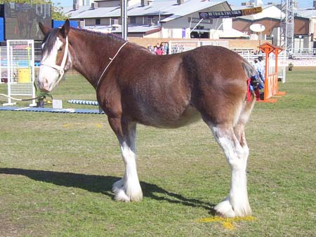 4-Duneske-Twylight2-ekka2002