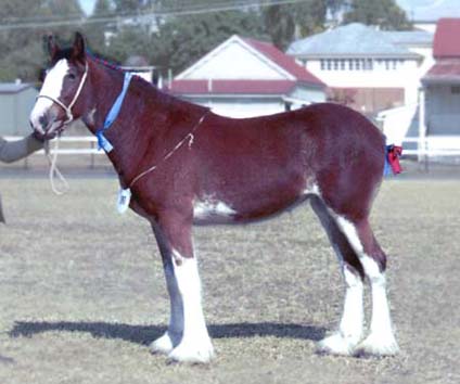 5-Duneske-Countess1-SuprChamp.FoalShow2002