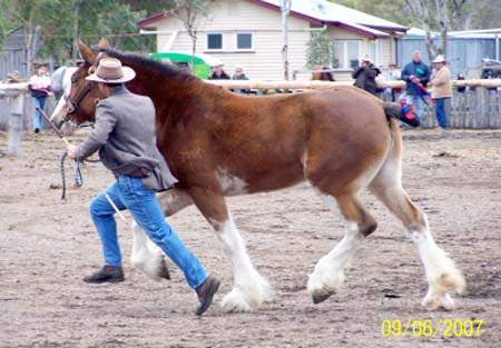 5-Duneske-Countess2-WDHE07-KatyDriverpic