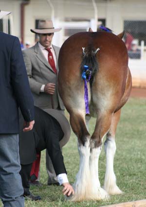 5-Duneske-Countess3-GattonFD09-0fromKaty313judgeexaminingspat