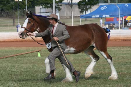 5-Duneske-Countess3-GattonFD09-3fromKaty315