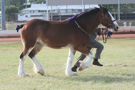 5-Duneske-Countess3-GattonFD09-4fromKaty307
