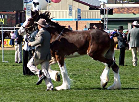 6-DuneskeConstellation-Ekka2007-2