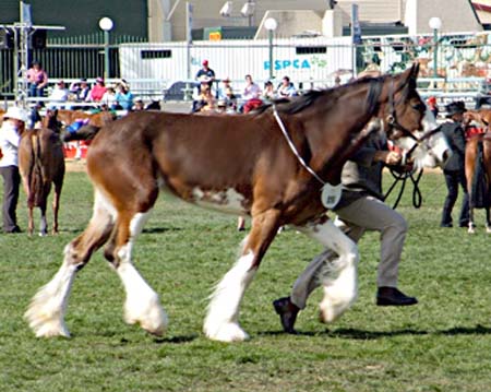 6-DuneskeConstellation-Ekka2007