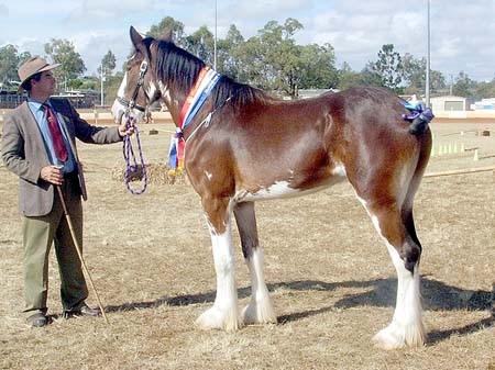 6-DuneskeConstellation-supr.champ.GattonFD2007 
