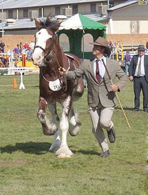 7-Duneske-Lucky-Knight-5Ekka2005-ResChampStallion
