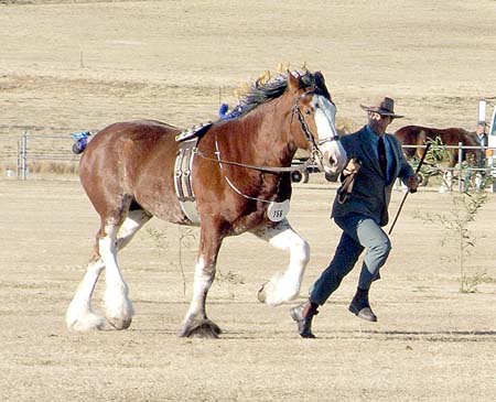 7-Duneske-Lucky-Knight-6Champ3yrFoalshow2006 