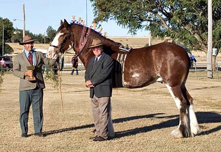 7-Duneske-Lucky-Knight-6WithJudgeAM-picFoalshow