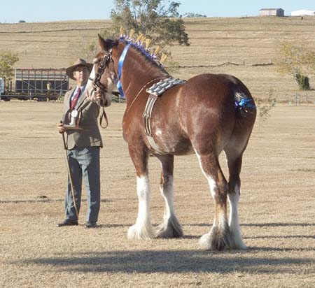 7-Duneske-Lucky-Knight-6foalshow2006