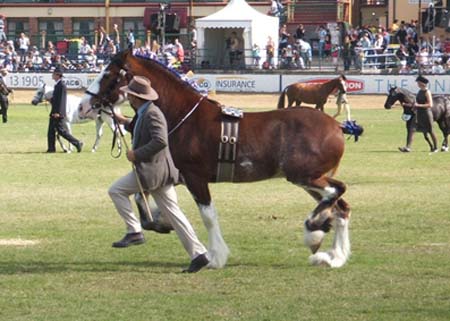 7-Duneske-Lucky-Knight-7Ekka06ResChamp.