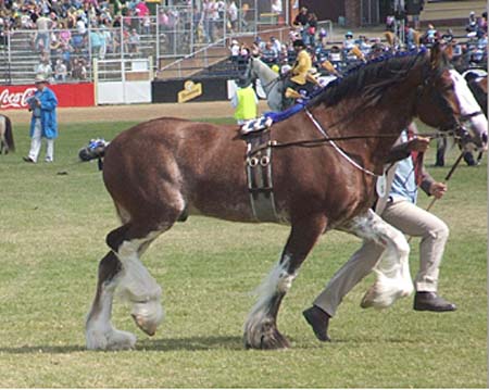 7-Duneske-Lucky-Knight-7Ekka2006-reserveChampStallion