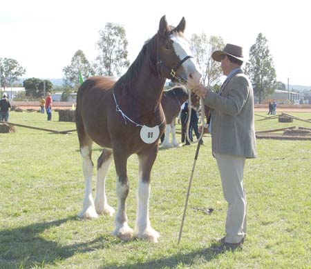 8-Duneske-Regal-Gift-1GattonFD05YrlgColts1st