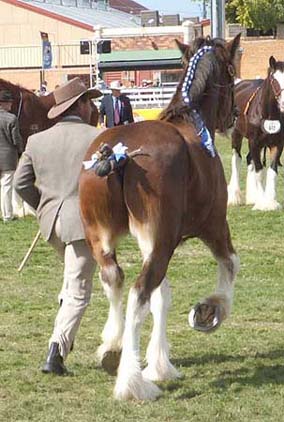 8-Duneske-Regal-Gift-3Ekka-2005