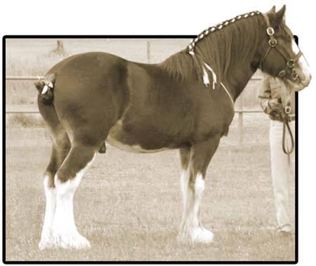 8-Duneske-Regal-Gift-4Foalshow07-2nd