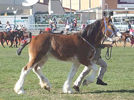 8-DuneskeEmpress-Ekka2006