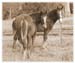 1-Bess&Wilson-Nov1985-sepia
