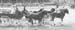 3-Duneske-Clydesdale-Team1-UnicornRNA1989suddenstop