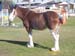 4-Duneske-Twylight2-ekka2002
