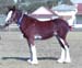 5-Duneske-Countess1-SuprChamp.FoalShow2002