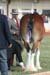 5-Duneske-Countess3-GattonFD09-0fromKaty313judgeexaminingspat