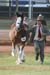 5-Duneske-Countess3-GattonFD09-2fromKaty301
