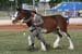 5-Duneske-Countess3-GattonFD09-3fromKaty315