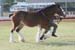5-Duneske-Countess3-GattonFD09-4fromKaty307