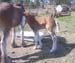 7-Duneske-Lucky-Knight-1freshlyborn