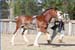 7-Duneske-Lucky-Knight-2JnrChColtNWpicWDHE023