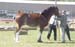 7-Duneske-Lucky-Knight-4GattonFD2005-2 yrColts-1st