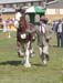 7-Duneske-Lucky-Knight-5Ekka2005-ResChampStallion