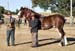 7-Duneske-Lucky-Knight-6WithJudgeAM-picFoalshow