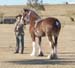 7-Duneske-Lucky-Knight-6foalshow2006