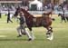 7-Duneske-Lucky-Knight-7Ekka06ResChamp.