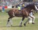 7-Duneske-Lucky-Knight-7Ekka2006-reserveChampStallion