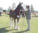 8-Duneske-Regal-Gift-1GattonFD05YrlgColts1st